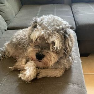 Meet your Posher, Pedro